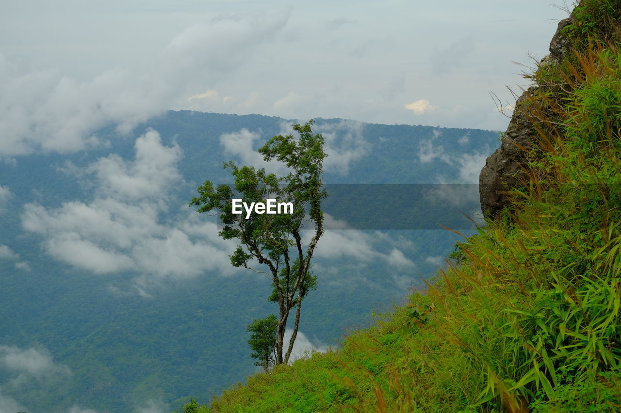 nature, plant, mountain, beauty in nature, cloud, wilderness, mountain range, scenics - nature, tree, sky, ridge, tranquility, tranquil scene, environment, green, no people, land, day, forest, growth, landscape, non-urban scene, water, outdoors, natural environment, valley, rural area, meadow, idyllic, plateau, leaf