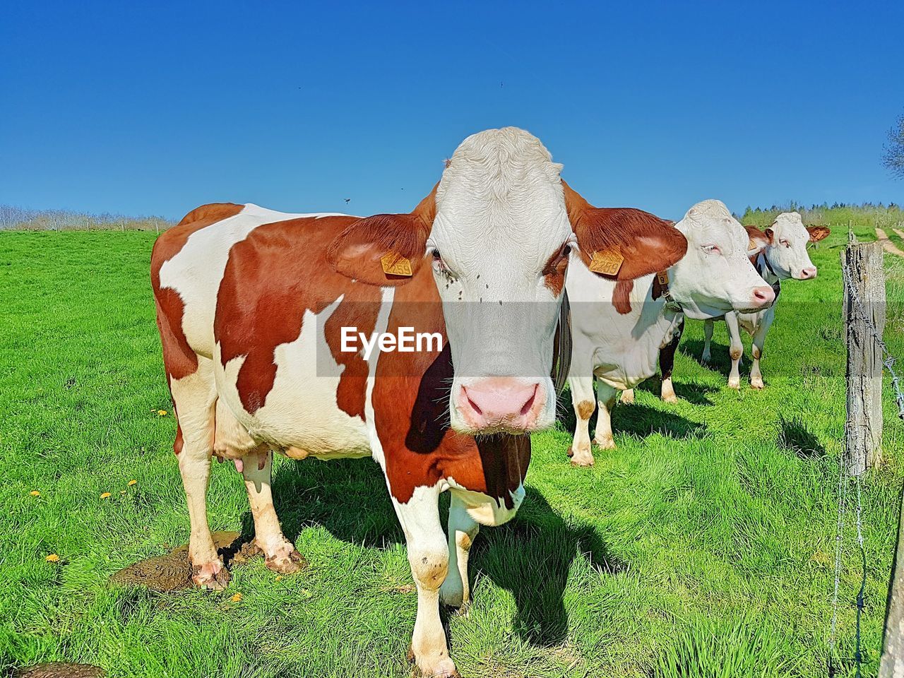 High angle view of cow standing on field against sky