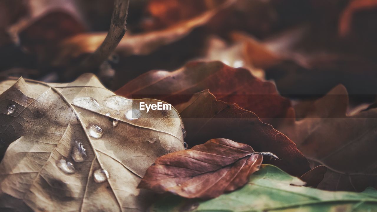 Close-up of dry leaves during autumn