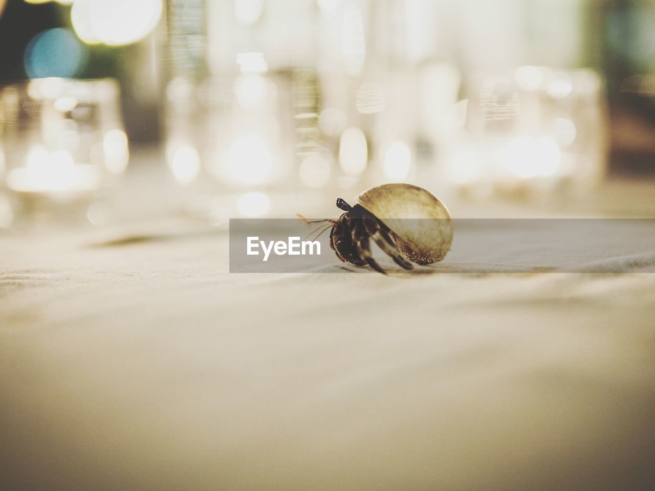 Close-up of hermit crab on surface