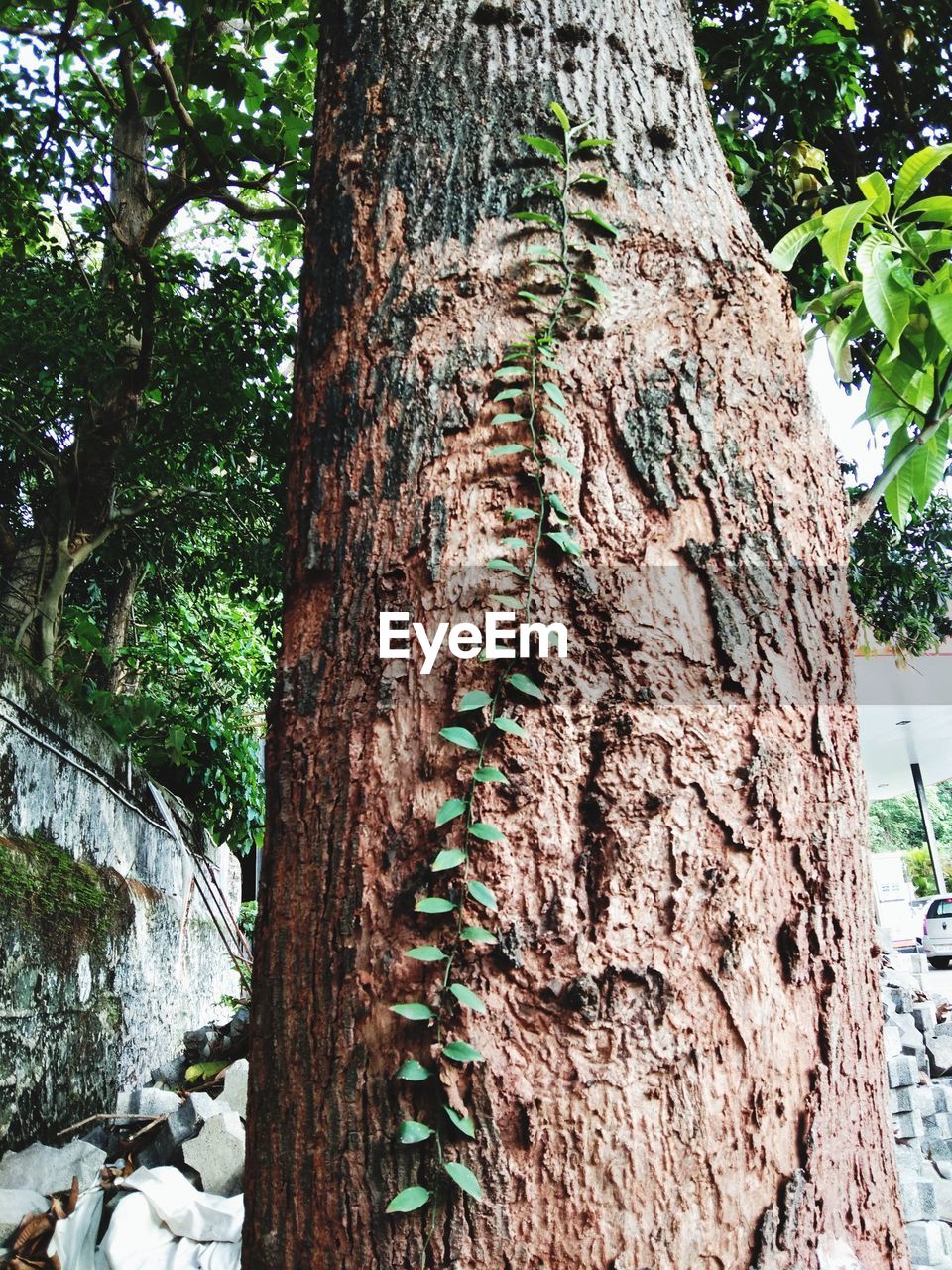 CLOSE-UP OF TREE TRUNK