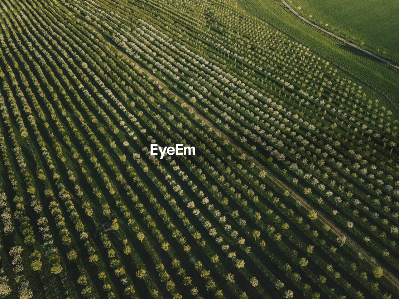 FULL FRAME SHOT OF RICE PADDY