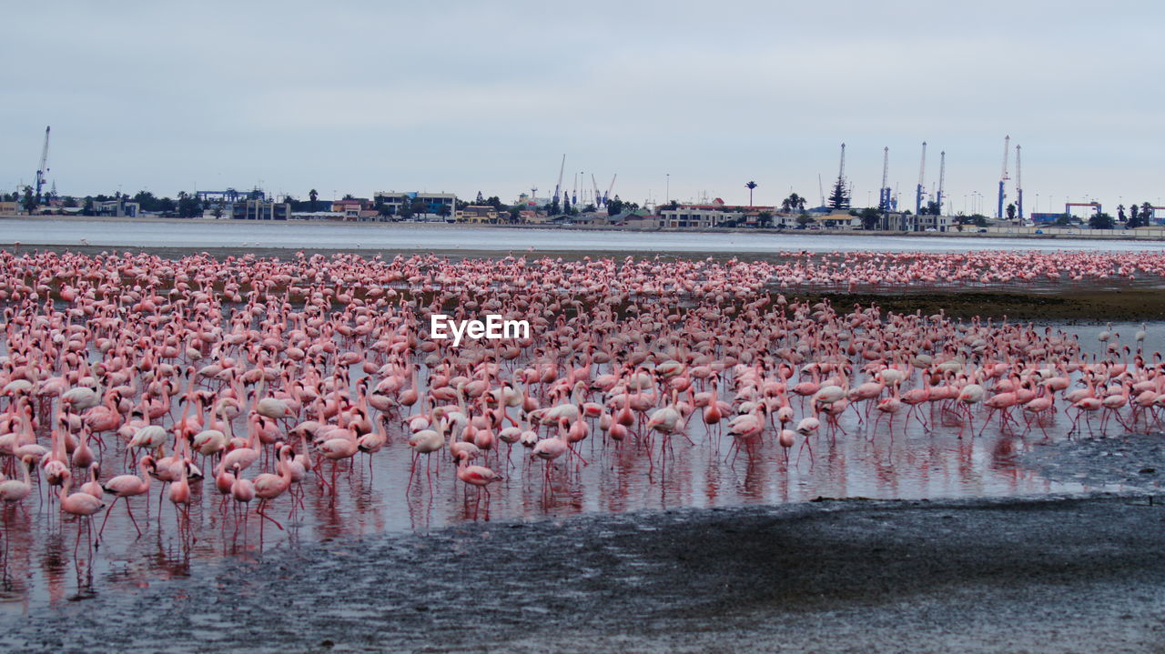 Scenic view of flamingos beside river against cloudy sky