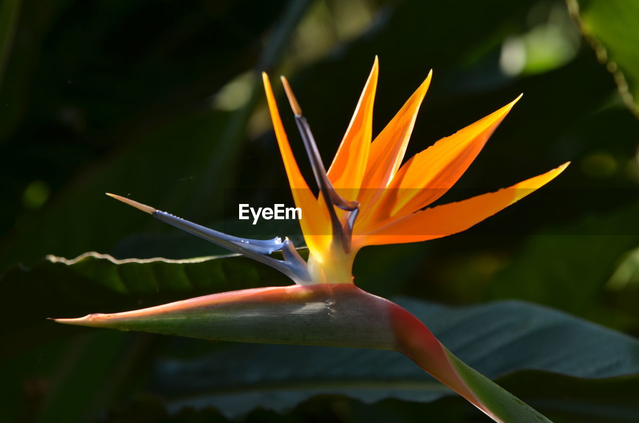 Close-up of orange flower