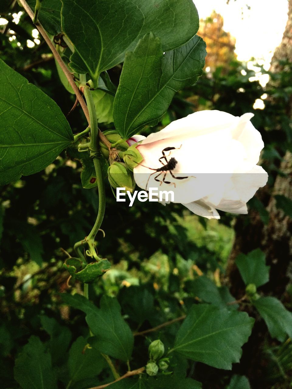 CLOSE-UP OF INSECT ON WHITE FLOWERS