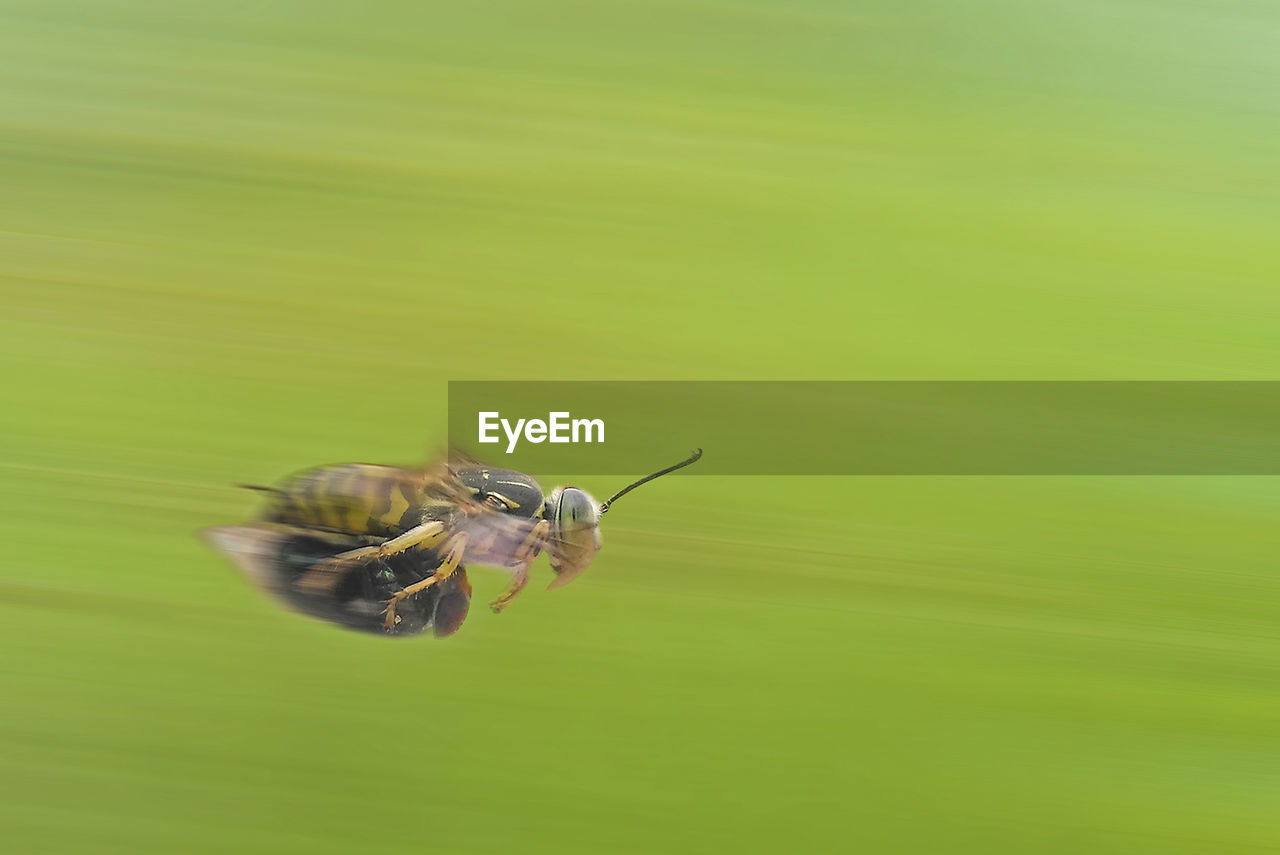 INSECT ON GREEN LEAF