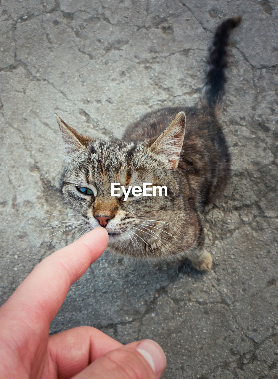 First touch little cat and his owner. person index finger touching the nose of a homeless kitten