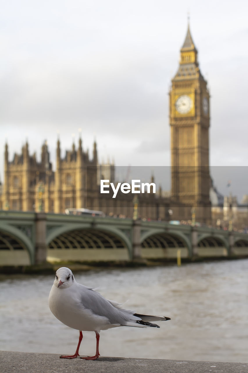 Seagull is at the front of big ben