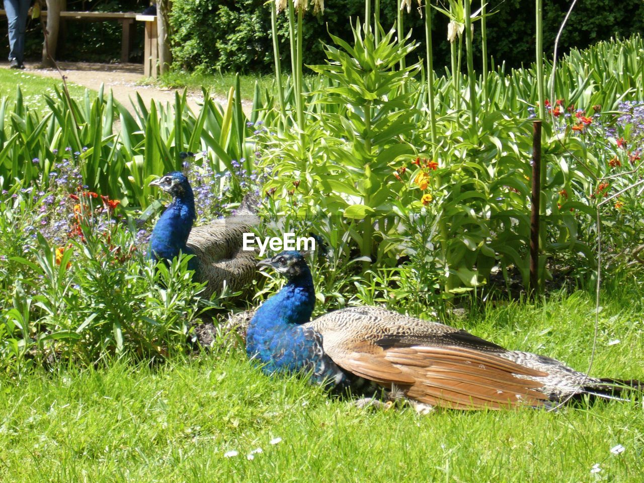 DUCKS ON GRASS