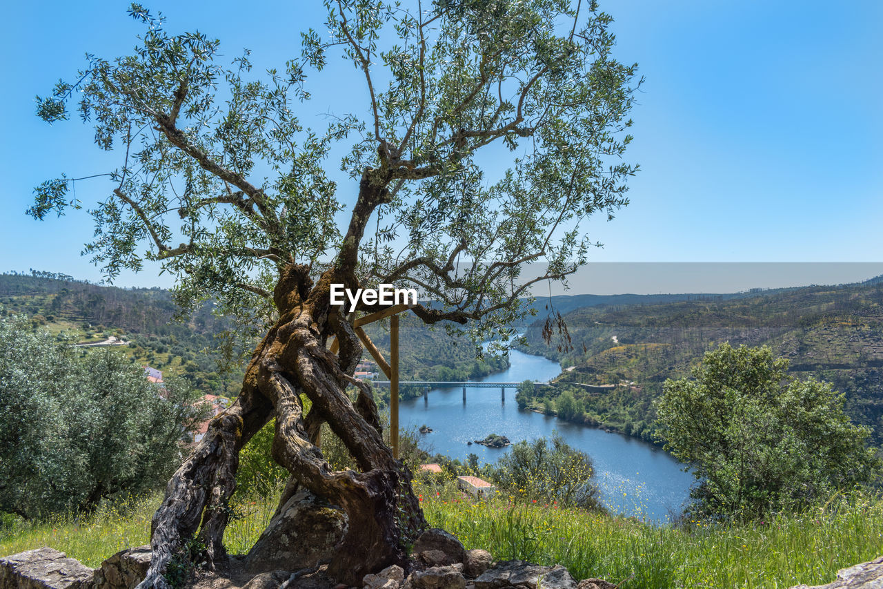 Tree by lake against sky