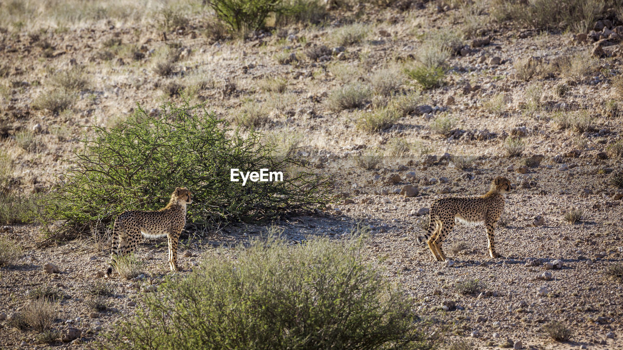 VIEW OF ANIMALS ON LAND