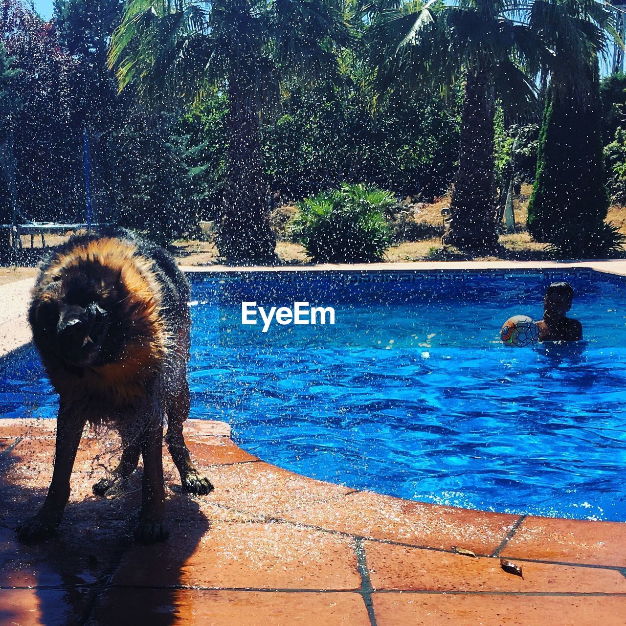 Dog shaking off water while standing by swimming pool