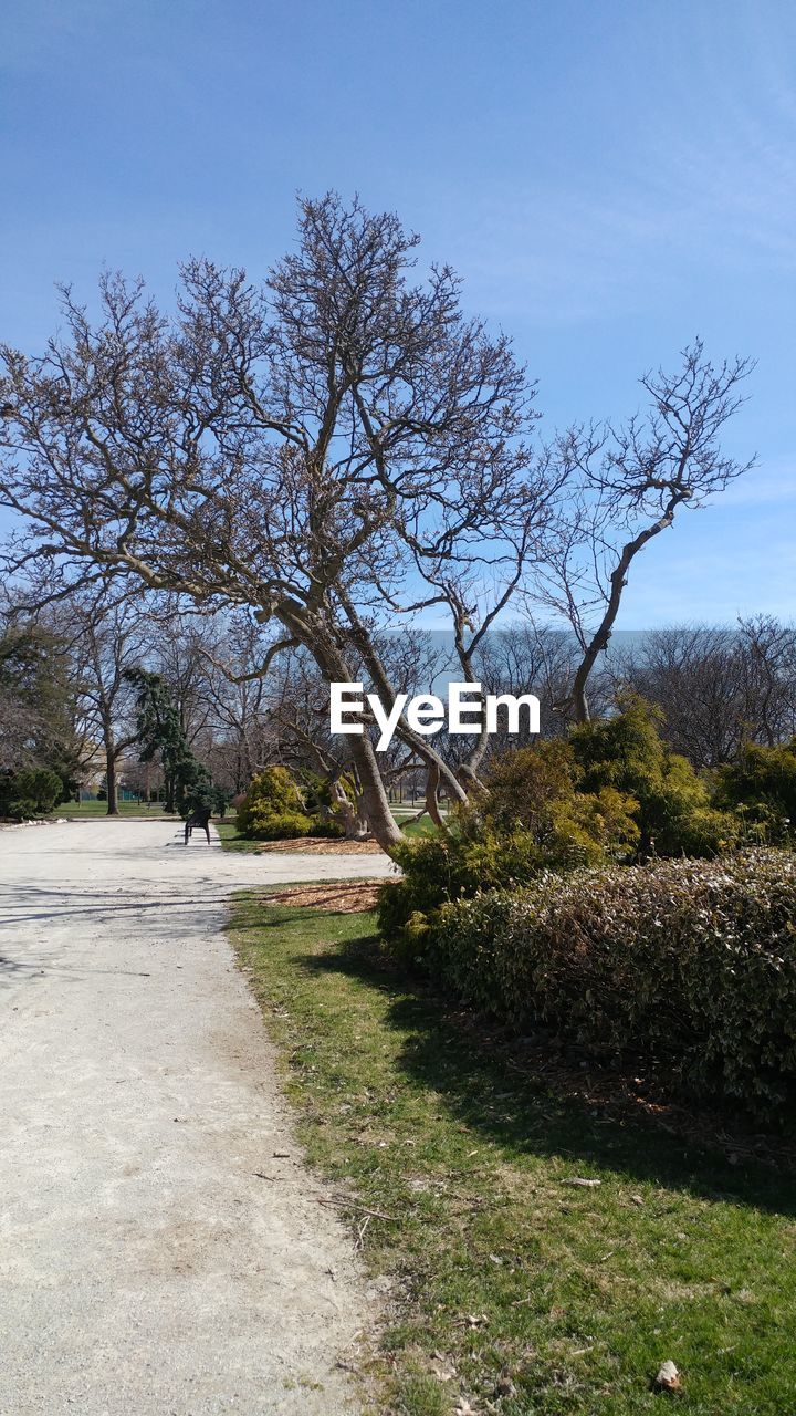 VIEW OF TREES GROWING IN PARK