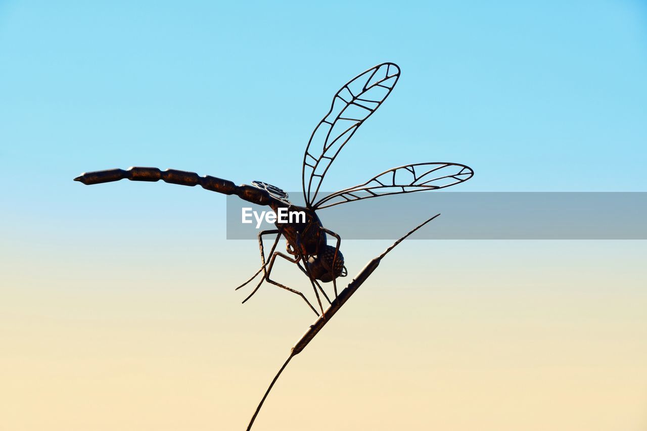 CLOSE-UP OF INSECT AGAINST CLEAR SKY