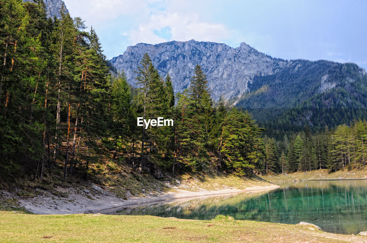 Scenic view of trees in forest against sky