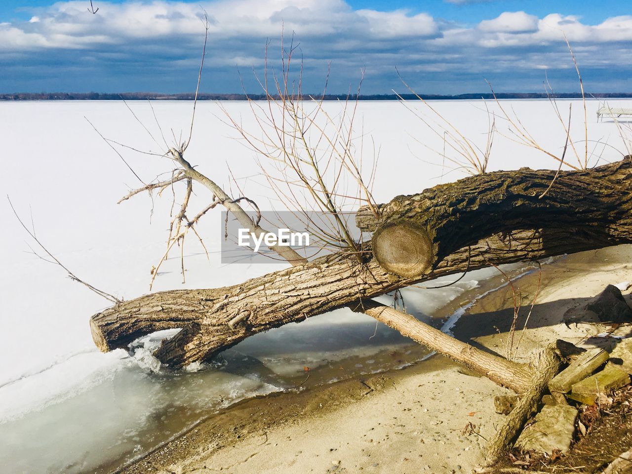 DEAD TREE ON BEACH