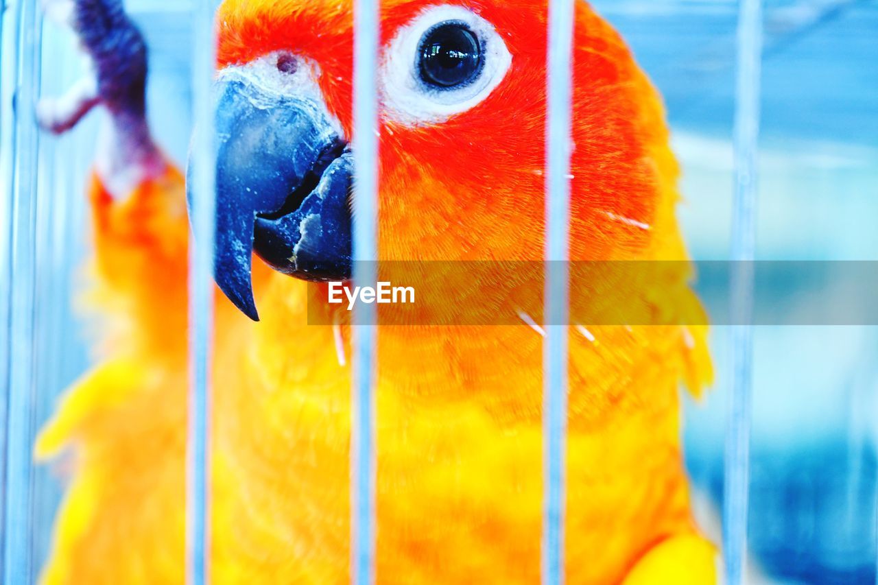 CLOSE-UP OF A PARROT