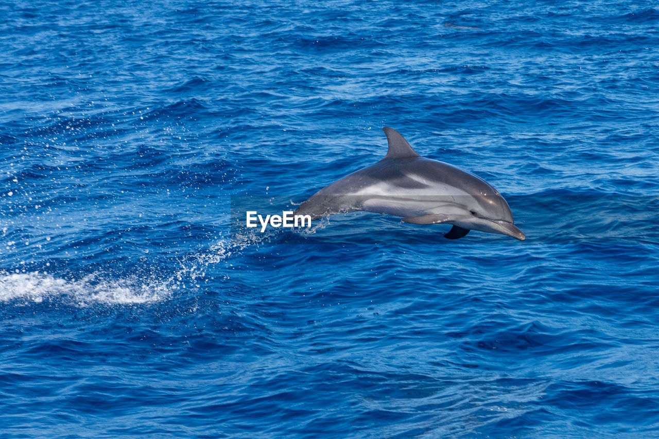 Jumping dolphin during whale watching experience with orso diving at capo d'orso, sardinia.