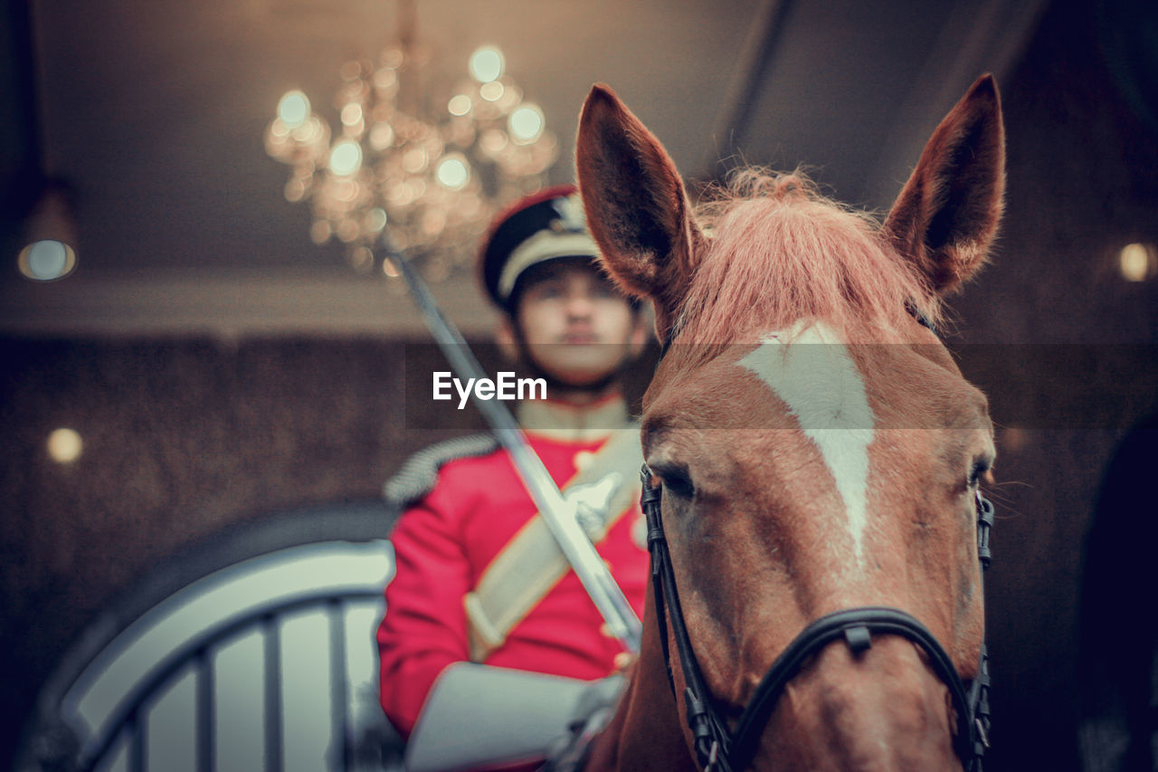 Close-up portrait of a horse