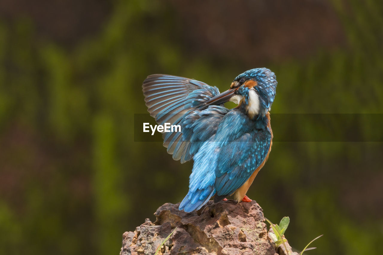 Close-up of kingfisher perching on rock