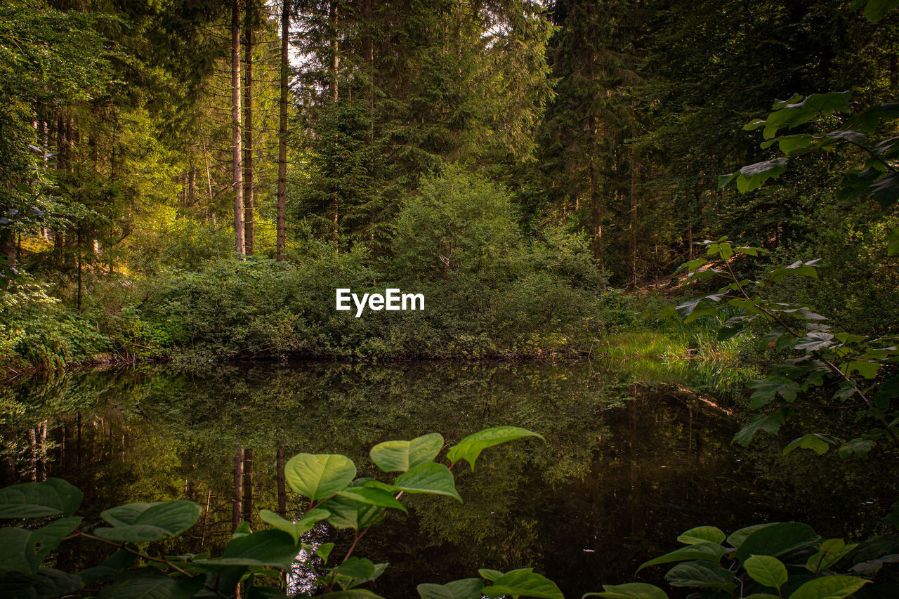 PLANTS AND TREES IN FOREST