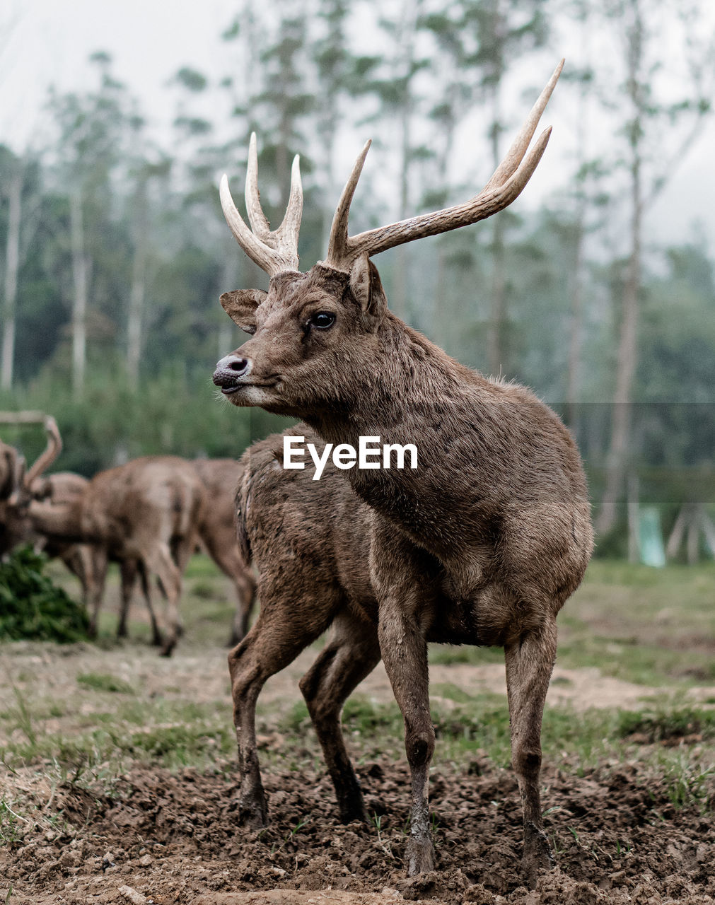 Deer standing on a field