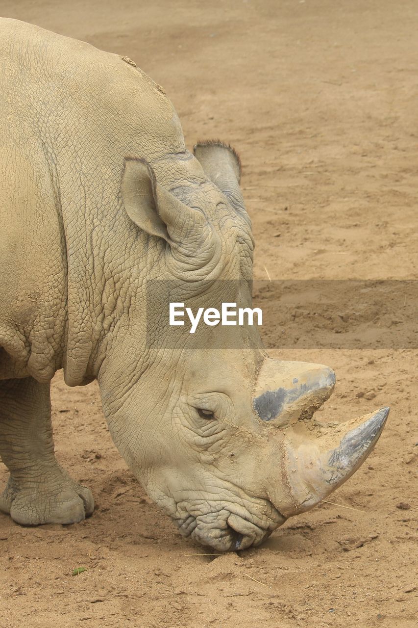 HIGH ANGLE VIEW OF ELEPHANT ON FIELD