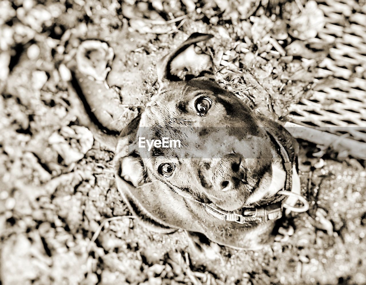 CLOSE-UP OF IGUANA