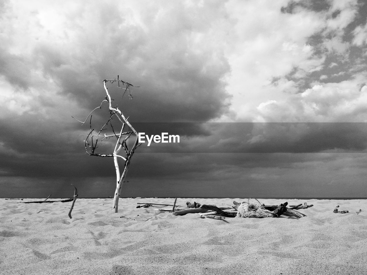 A lonely bare tree on a beach