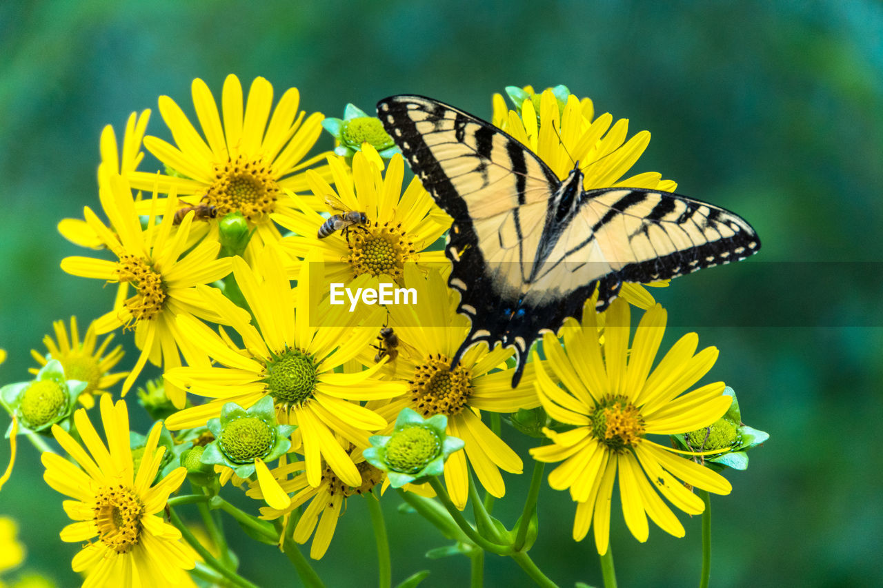 Close-up of butterfly pollinating on yellow flower