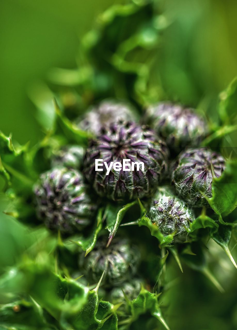 CLOSE-UP OF FLOWERING PLANT