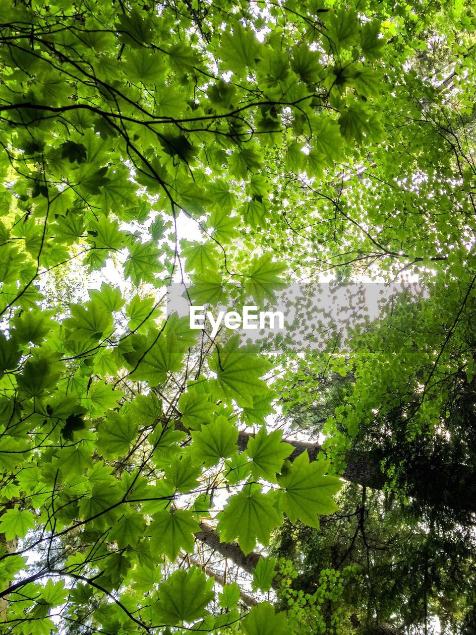 Low angle view of tree against sky