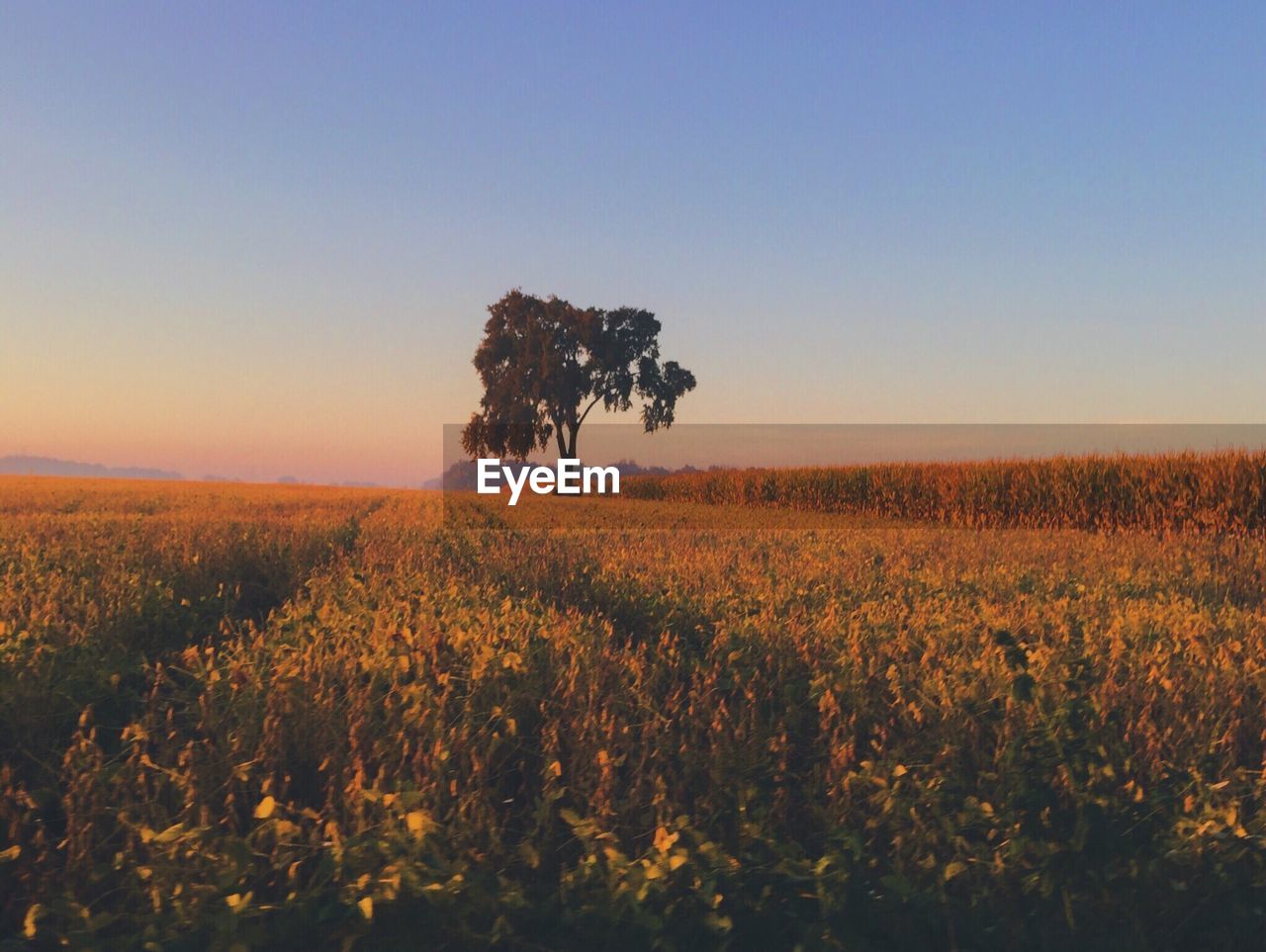 Scenic view of field against clear sky at sunset