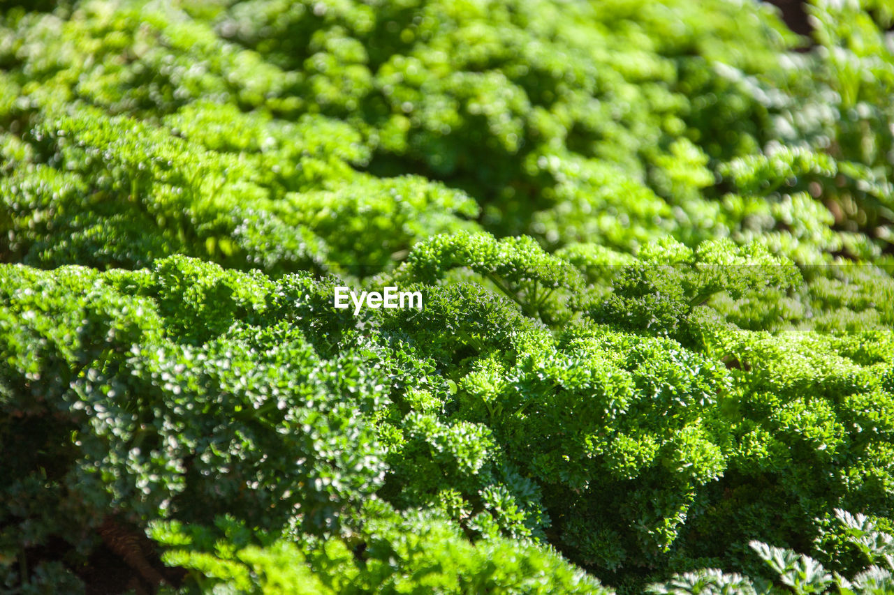 FULL FRAME SHOT OF GREEN PLANTS