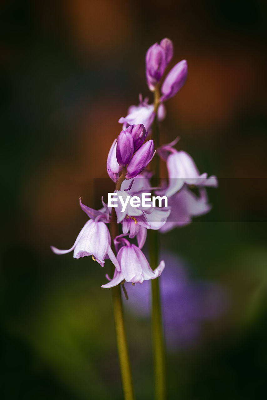 Close-up of pink flowering plant on field