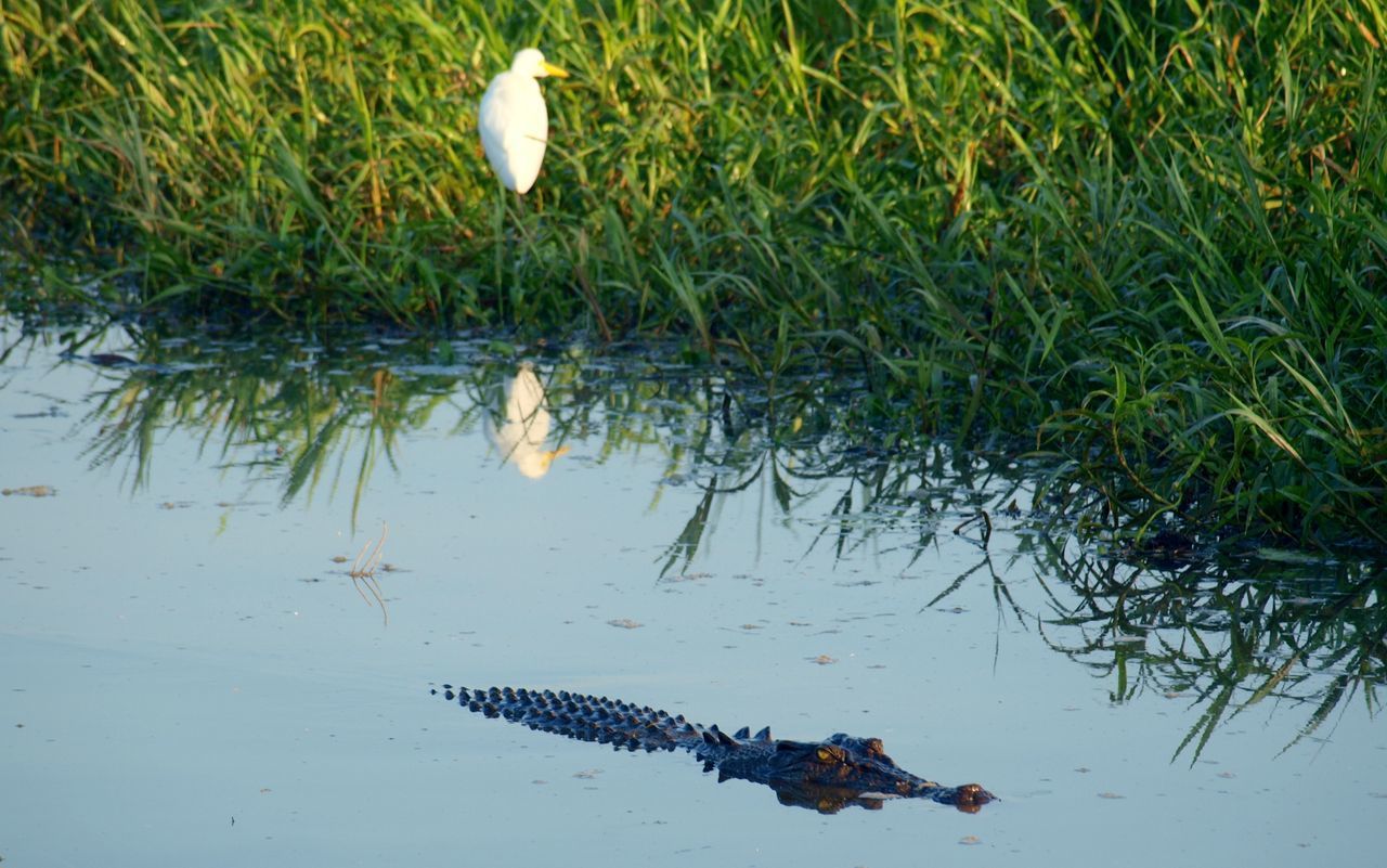 White heron on grass with crocodile in lakeshore