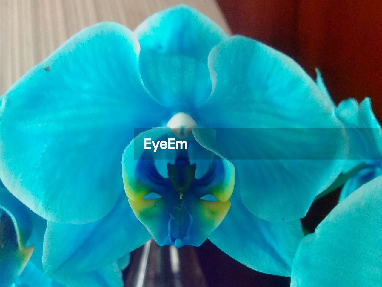 CLOSE-UP OF BLUE ORCHID ON PLANT