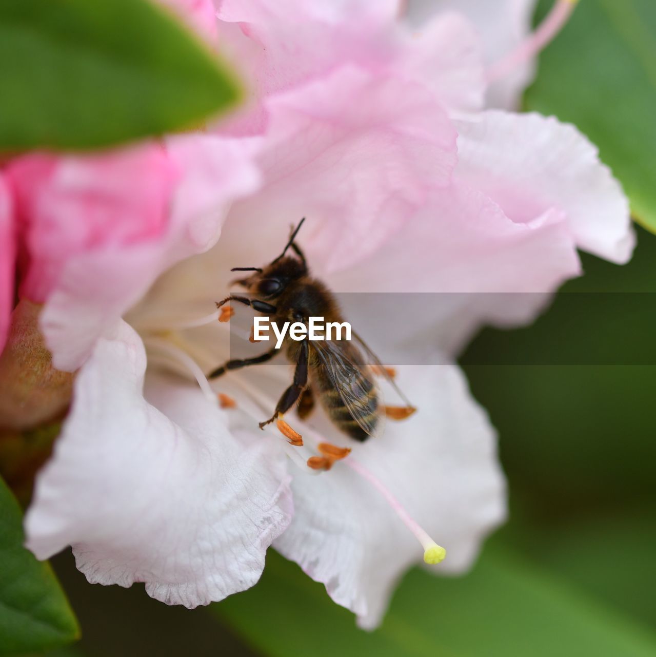 INSECT ON PINK FLOWER