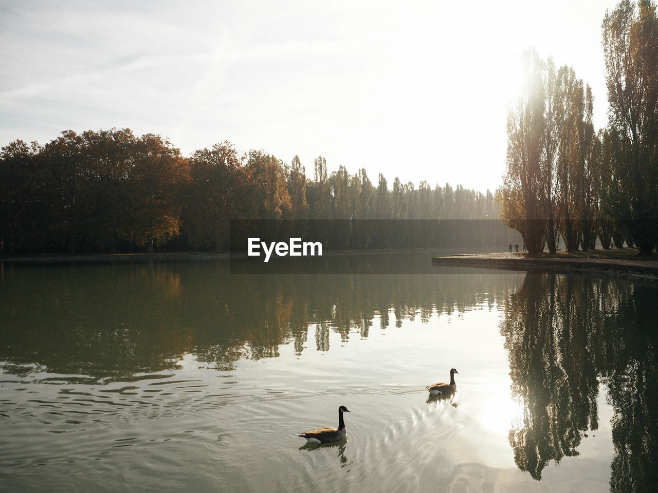 BIRDS SWIMMING IN LAKE