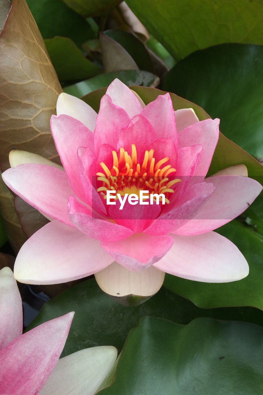 CLOSE-UP OF PINK LOTUS WATER LILY IN POND