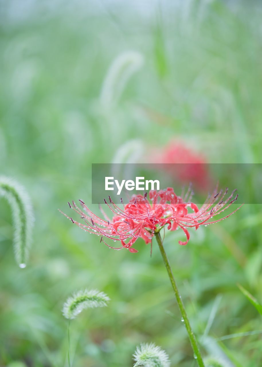 Close-up of red flower on grass