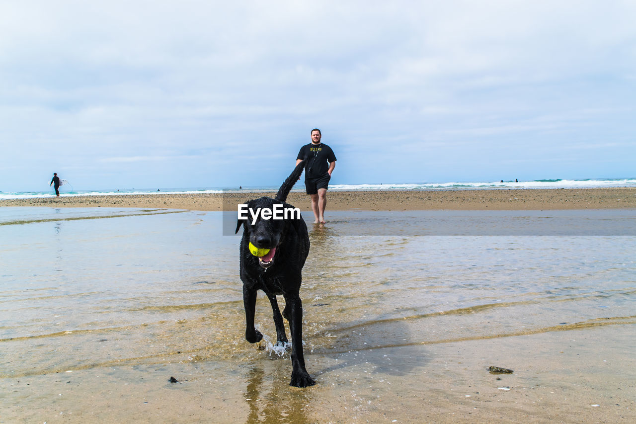 Man coming towards black dog with tennis ball in mouth at beach