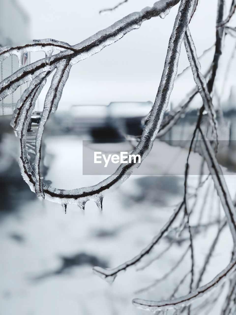 CLOSE-UP OF FROZEN BARE TREE AGAINST SNOW