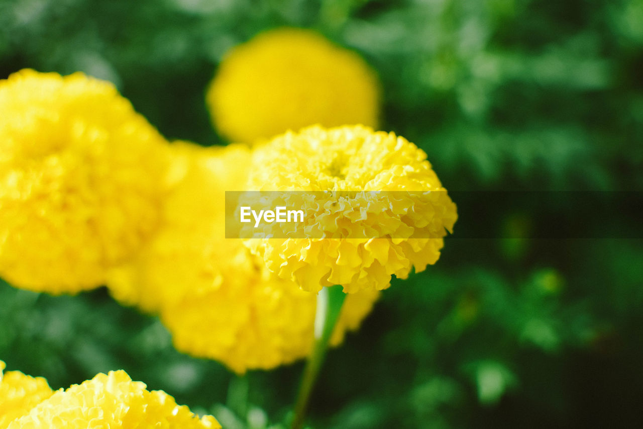 CLOSE-UP OF YELLOW FLOWER