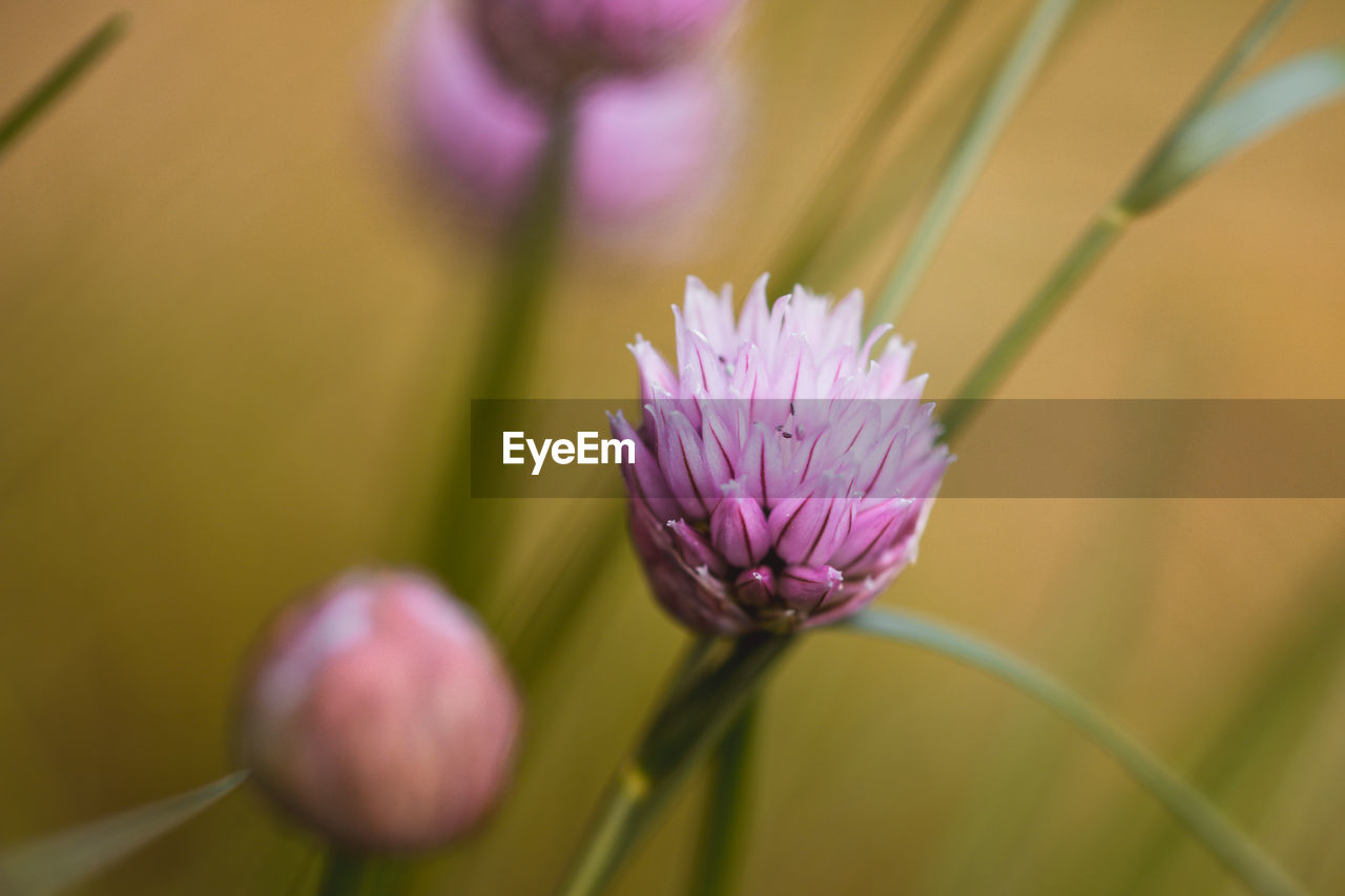 Close-up of purple flowering plant