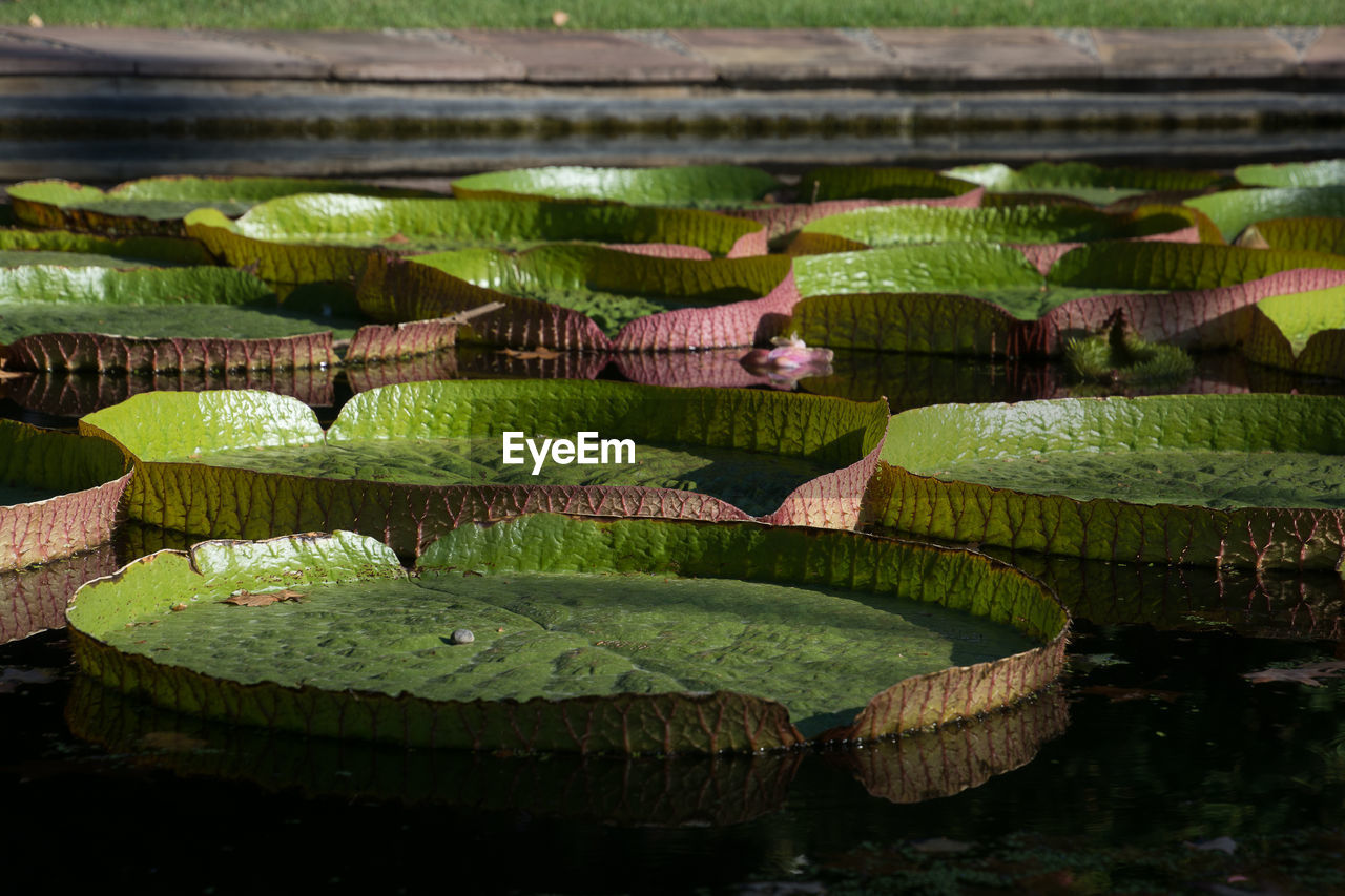 CLOSE-UP OF LOTUS LEAVES FLOATING ON WATER