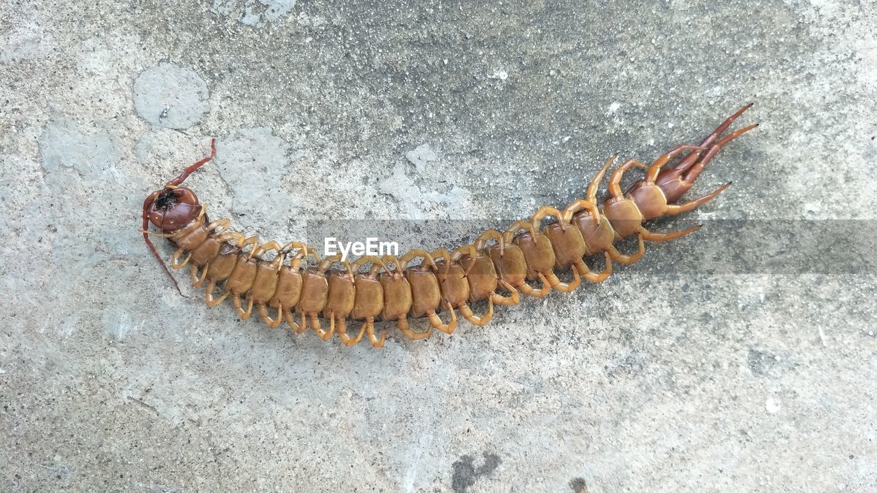 HIGH ANGLE VIEW OF CATERPILLAR ON A PLATE