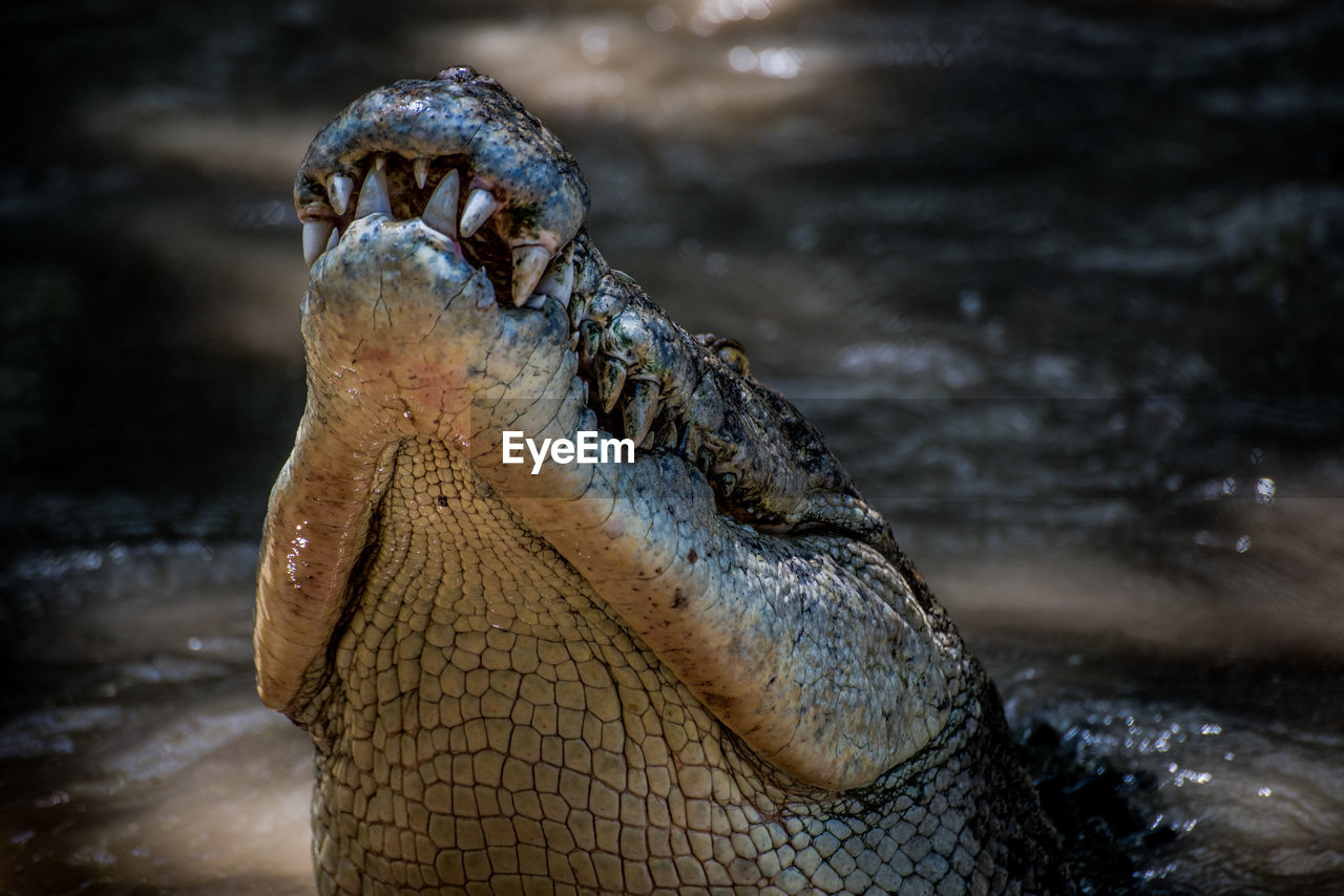 Close-up of crocodile head