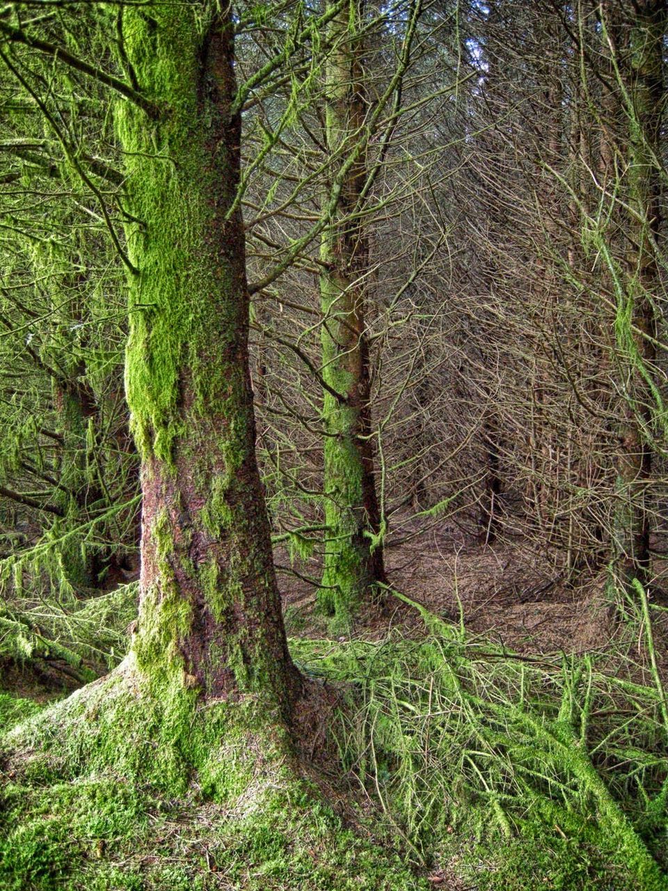 Moss covered trees in forest