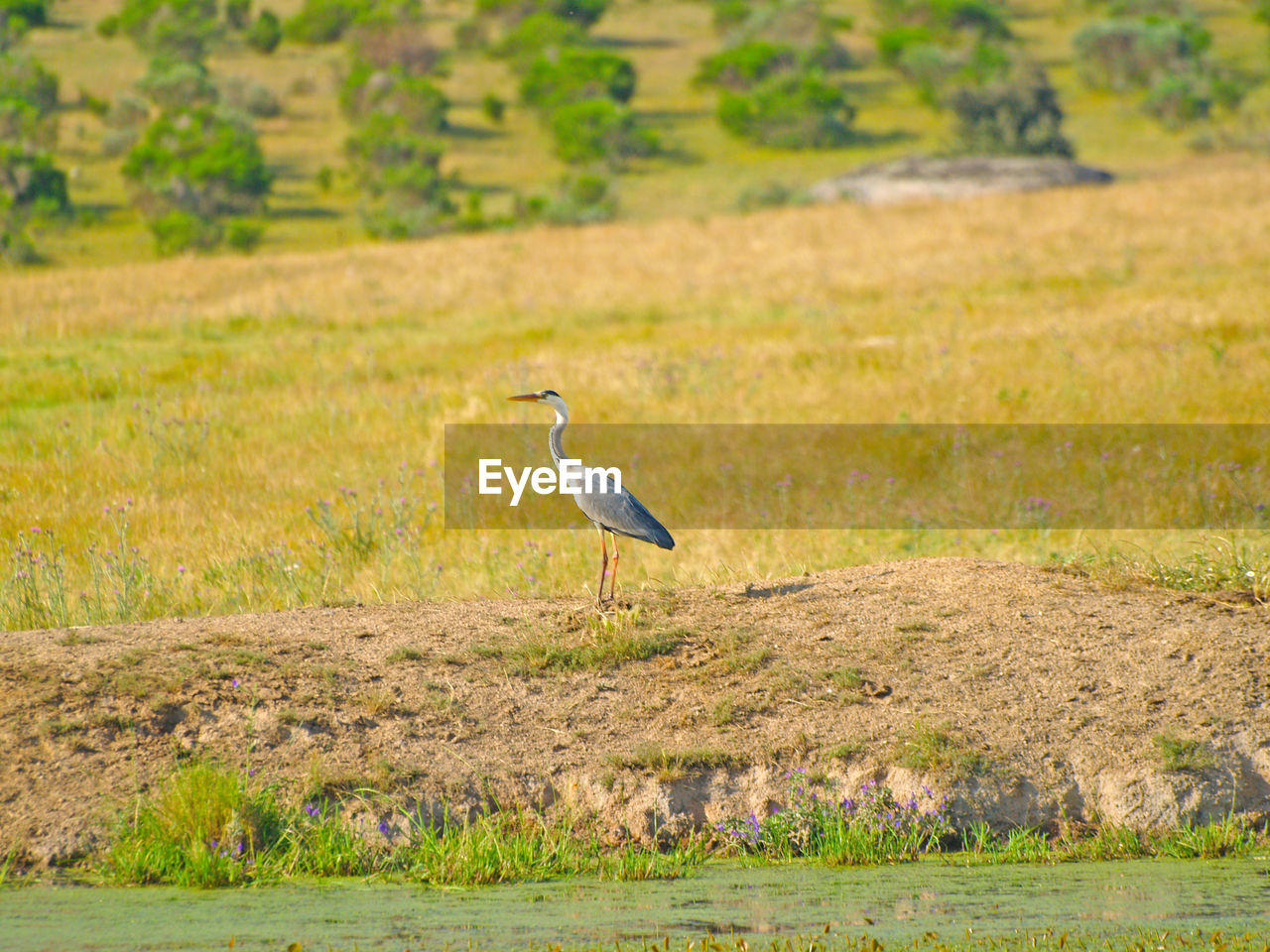 BIRD ON FIELD BY AUTUMN